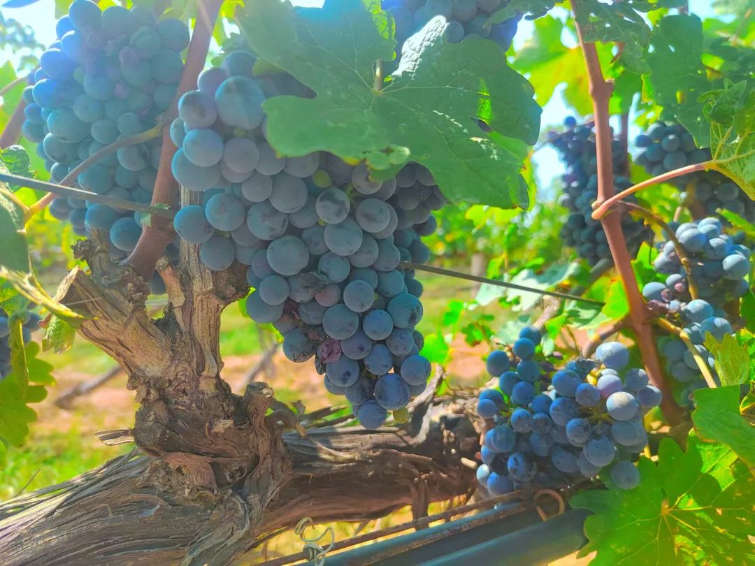 17113548033114.jpg 169b0df219dcb8046aef8c4e59042a52.jpg