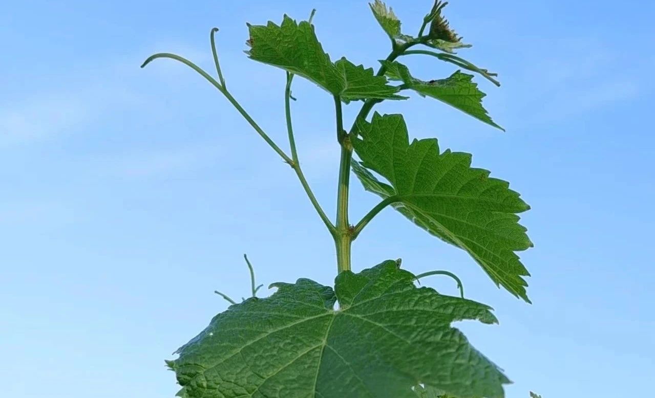 17161894691496.jpg 65c3d6be377247cccc955a85f18b134d.jpg